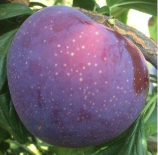 CI 503